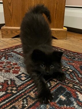 Meet your Posher, Tara
